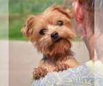 Small #4 Mutt