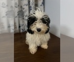 Small #29 Cavapoo-Poodle (Miniature) Mix