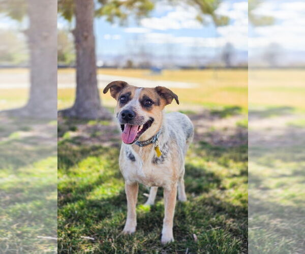 Medium Photo #14 Mutt Puppy For Sale in Sandy, UT, USA