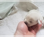 Small Photo #75 Labrador Retriever Puppy For Sale in NEW LENOX, IL, USA