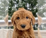 Small #3 Goldendoodle Mix