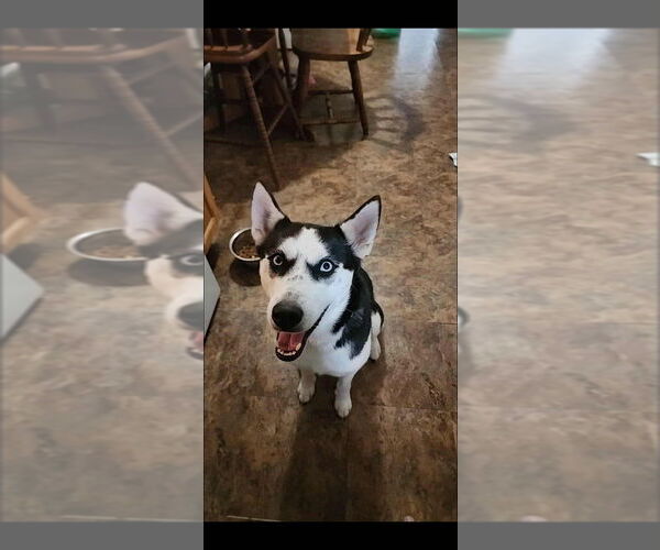 Medium Photo #4 Siberian Husky Puppy For Sale in Aurora, IN, USA