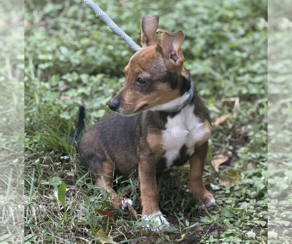 Medium Photo #3 Chihuahua Puppy For Sale in Yardley, PA, USA
