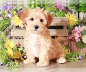 Yorkshire Terrier Puppy for sale in MOUNT VERNON, OH, USA