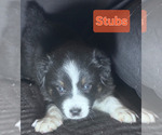 Small #2 Border-Aussie