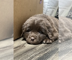 Newfoundland Puppy for sale in SCOTTS, MI, USA