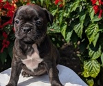 Puppy Nala Faux Frenchbo Bulldog