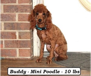 Father of the Cavapoo puppies born on 06/16/2025