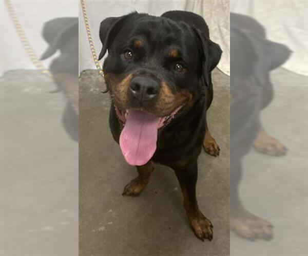 Medium Photo #1 Rottweiler Puppy For Sale in Rosenberg, TX, USA