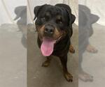 Small Rottweiler