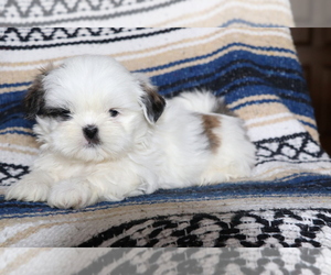 Shih Tzu Puppy for sale in SHILOH, OH, USA