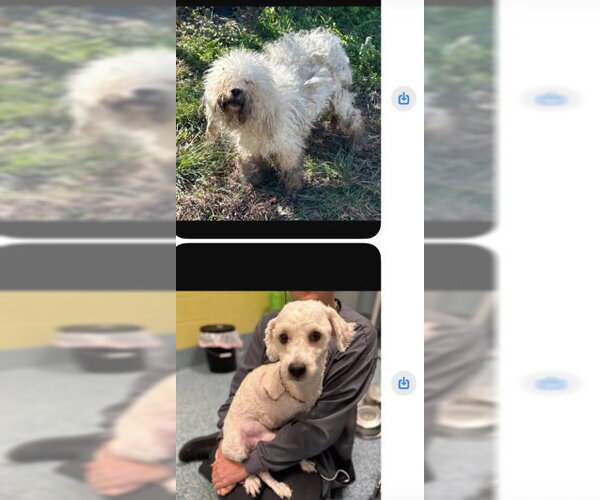Medium Photo #6 Poodle (Miniature) Puppy For Sale in Pacolet, SC, USA