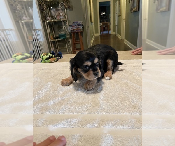 Medium Photo #6 Cavalier King Charles Spaniel Puppy For Sale in BENTONVILLE, AR, USA