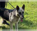 Small German Shepherd Dog