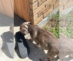 Small #14 American Pit Bull Terrier