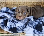 Small Photo #4 Bulldog Puppy For Sale in RIVERSIDE, CA, USA