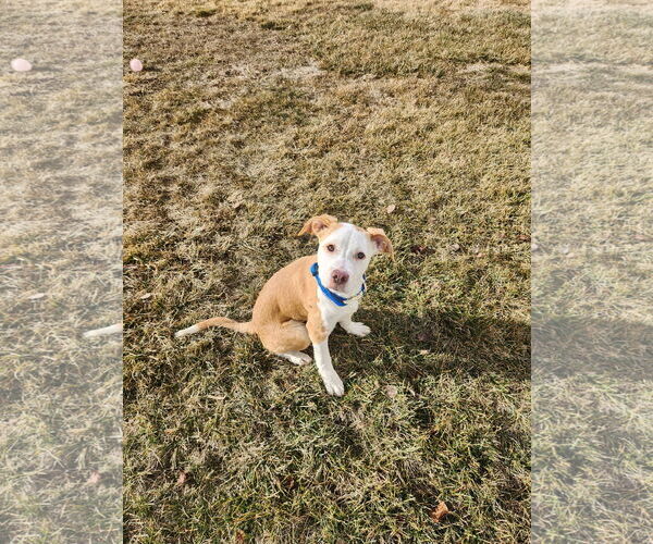 Medium Photo #4 American Pit Bull Terrier-Unknown Mix Puppy For Sale in Sandy, UT, USA