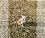 Small #3 American Pit Bull Terrier Mix