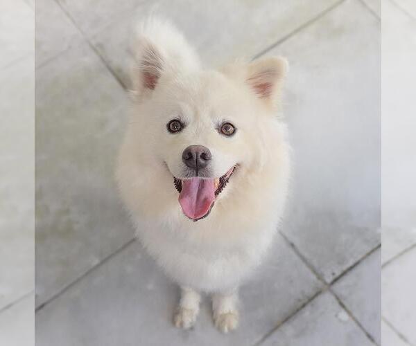 Medium Photo #2 American Eskimo Dog Puppy For Sale in San Diego, CA, USA