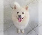Small #1 American Eskimo Dog