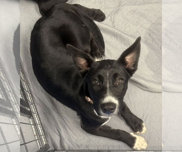 Medium Photo #29 Labrador Retriever-Unknown Mix Puppy For Sale in OKLAHOMA CITY, OK, USA