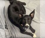 Small #28 Labrador Retriever Mix