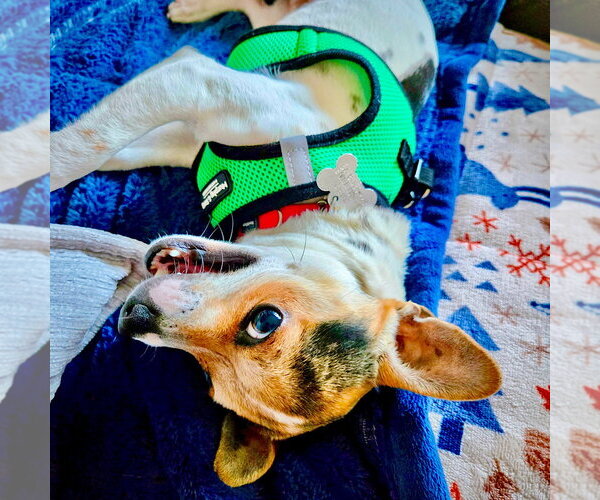 Medium Photo #1 Rat-Cha Puppy For Sale in Atlanta, GA, USA