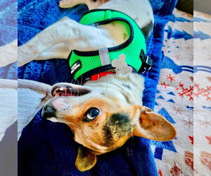 Rat-Cha Dogs for adoption in Atlanta, GA, USA