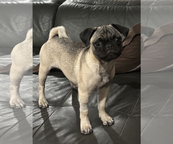 Medium Photo #2 Pug Puppy For Sale in Victorville, CA, USA