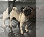 Small #1 Pug
