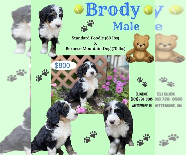 Medium Photo #6 Bernedoodle Puppy For Sale in WEST BRANCH, MI, USA