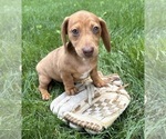 Small #3 Dachshund