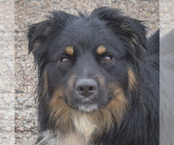 Medium Photo #1 Australian Shepherd Puppy For Sale in Huntley, IL, USA