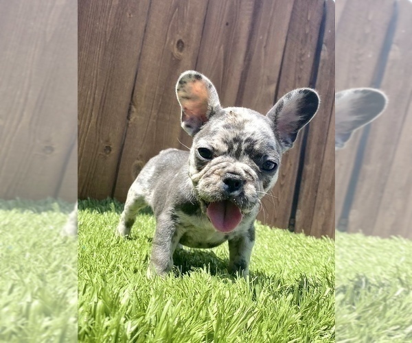 Medium Photo #17 French Bulldog Puppy For Sale in MANCHESTER, NH, USA