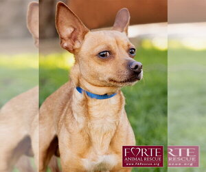 Prince - Male Chihuahua-Unknown Mix Dog for Adoption - Photo #4