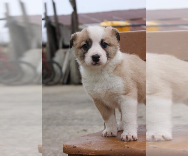 Medium Photo #2 Shollie Puppy For Sale in PENNVILLE, IN, USA