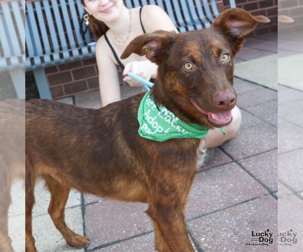 Medium Photo #3 Australian Shepherd-Unknown Mix Puppy For Sale in Washington, DC, USA