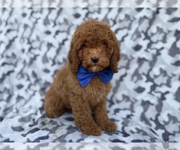 Medium Photo #8 Cock-A-Poo Puppy For Sale in LAKELAND, FL, USA