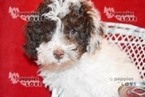Small Photo #17 Poodle (Toy) Puppy For Sale in SANGER, TX, USA