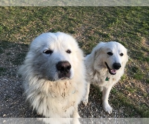 Father of the Great Pyrenees puppies born on 04/12/2019