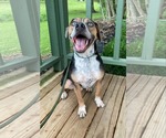 Small #11 Mountain Cur Mix