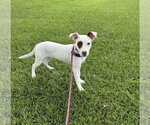 Small #1 Mutt