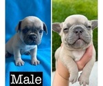 Puppy Hank French Bulldog