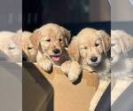 Small Photo #7 Golden Retriever Puppy For Sale in SACRAMENTO, CA, USA