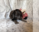 Small #3 Aussiedoodle-Poodle (Standard) Mix