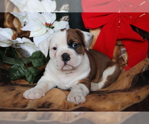 Olde English Bulldogge Puppy for sale in SHILOH, OH, USA