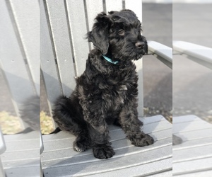 Black Russian Terrier Puppy for sale in STATEN ISLAND, NY, USA