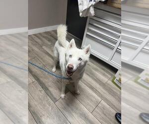 Siberian Husky-Unknown Mix Dogs for adoption in Redlands, CA, USA