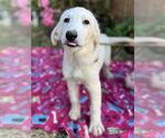 Small #7 Great Pyrenees