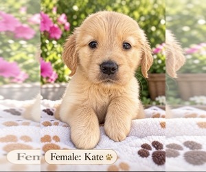 Golden Retriever Puppy for sale in SUGAR LAND, TX, USA